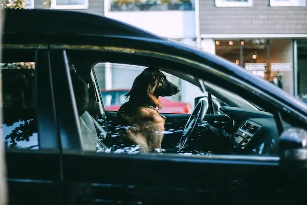 dog in a car