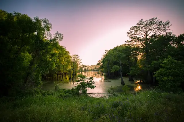 nature forest during the sunset