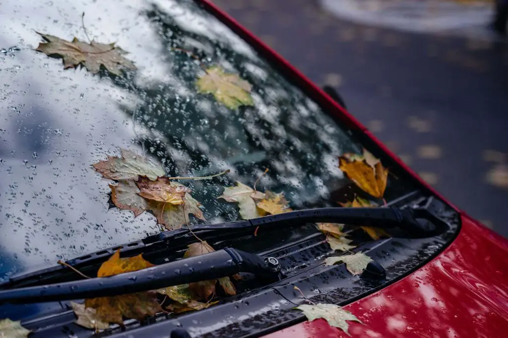 Fallen leaves on a car