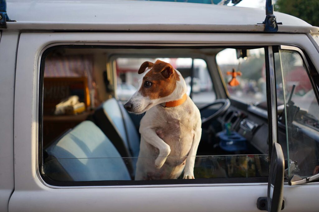 Dog in Car Window
