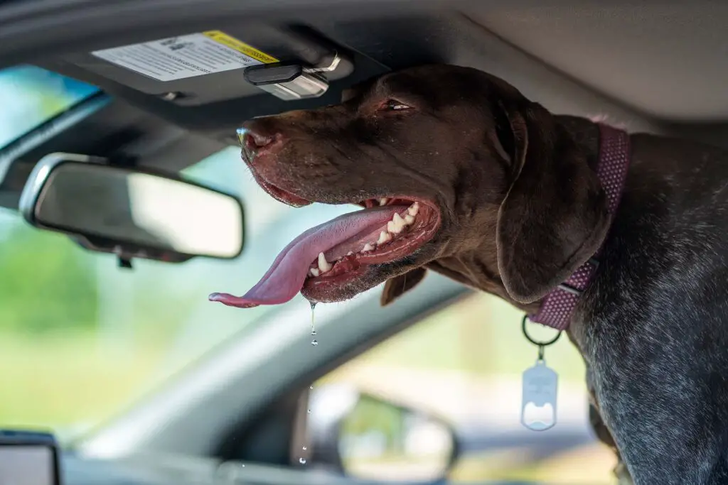 Short-coated dog inside a car